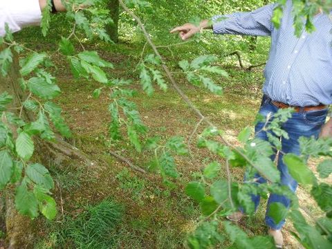 Eichenblättrige Hainbuche in Ludwigslust