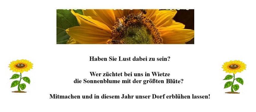 Sonnenblumenwettbewerb