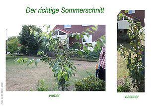 Sommerschnitt, 24.07.2010