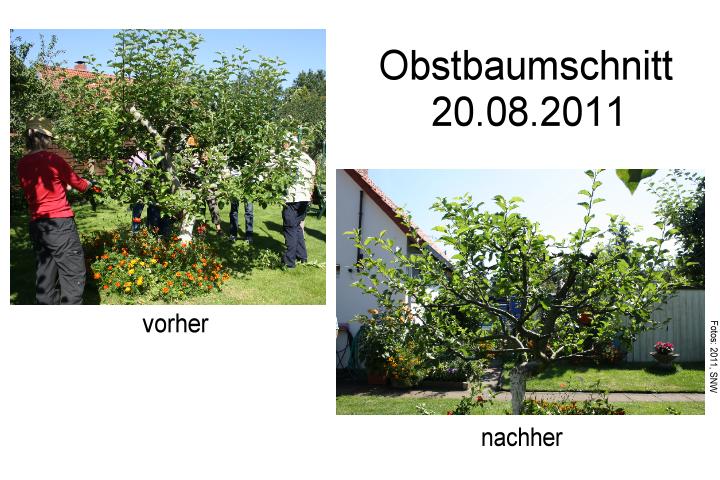Obstbaumschnitt August 2011