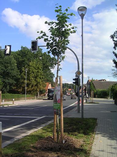 Der Baum vier Monate später...