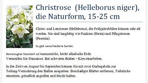 Christrose (Helleborus)