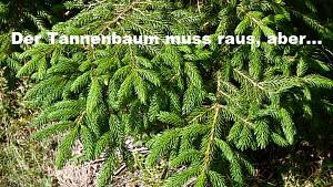 Tannenbaum muss raus, aber ...