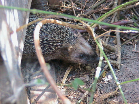 Igel