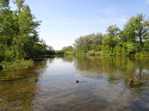 Taubergießen 2018