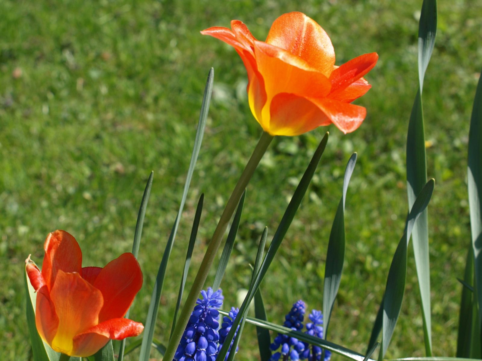 Frühling