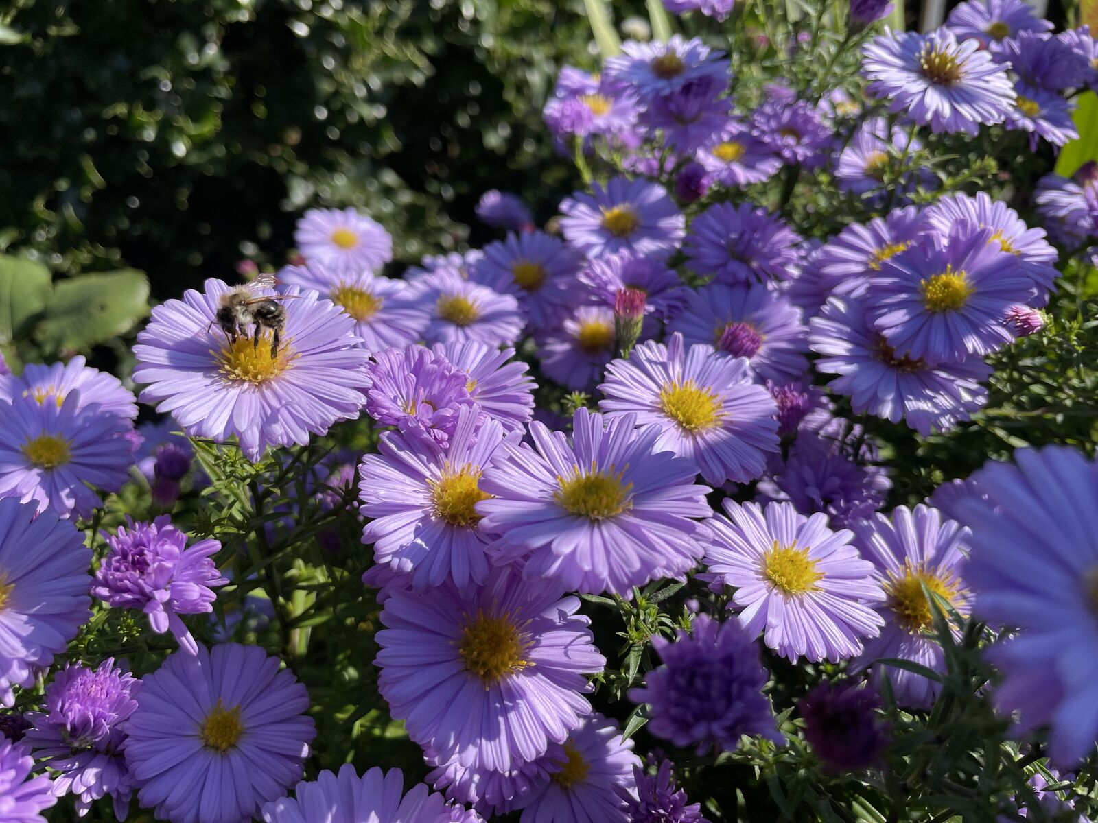 Herbstastern