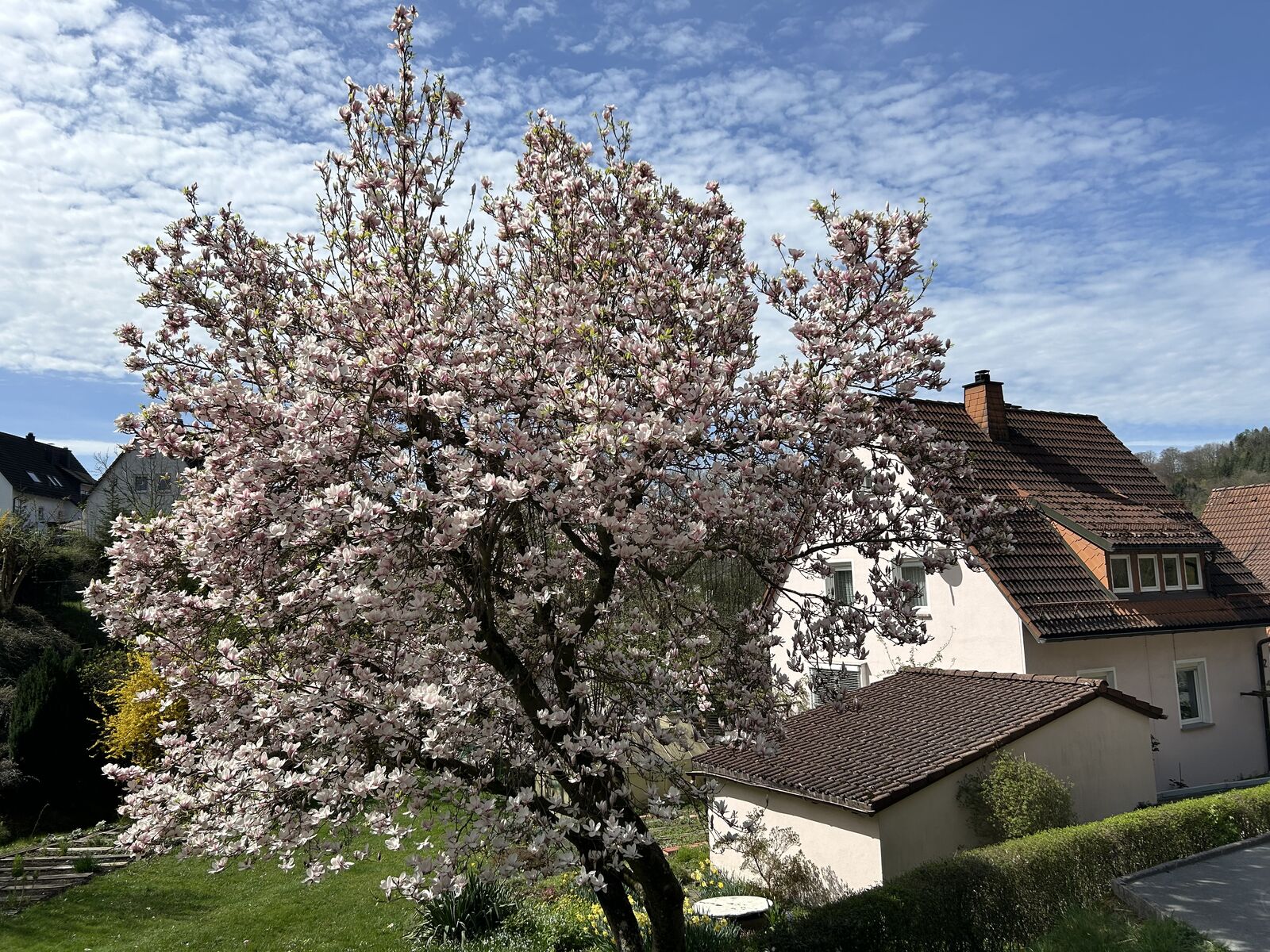 Magnolienbaum in Blüte