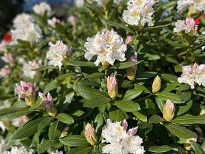 Frühling