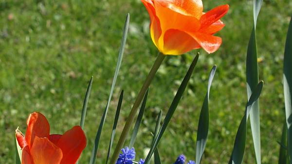 Themenbild: Frühling