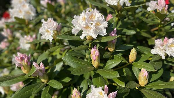 Themenbild: Frühling