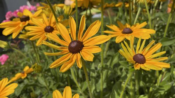 Themenbild: Sommer Themenbild: Sommer