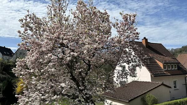 Themenbild: Magnolienbaum in Blüte