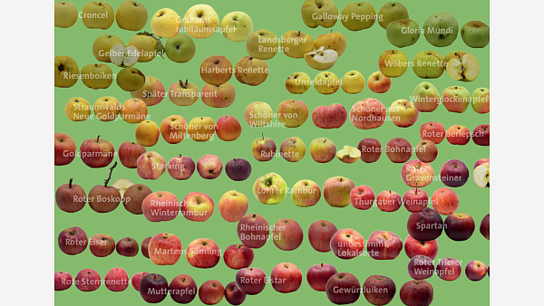 Themenbild: Obstsorten