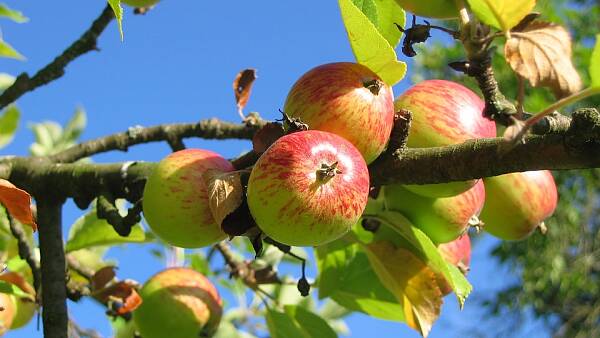 Themenbild: Streuobst, Apfel Themenbild: Streuobst, Apfel