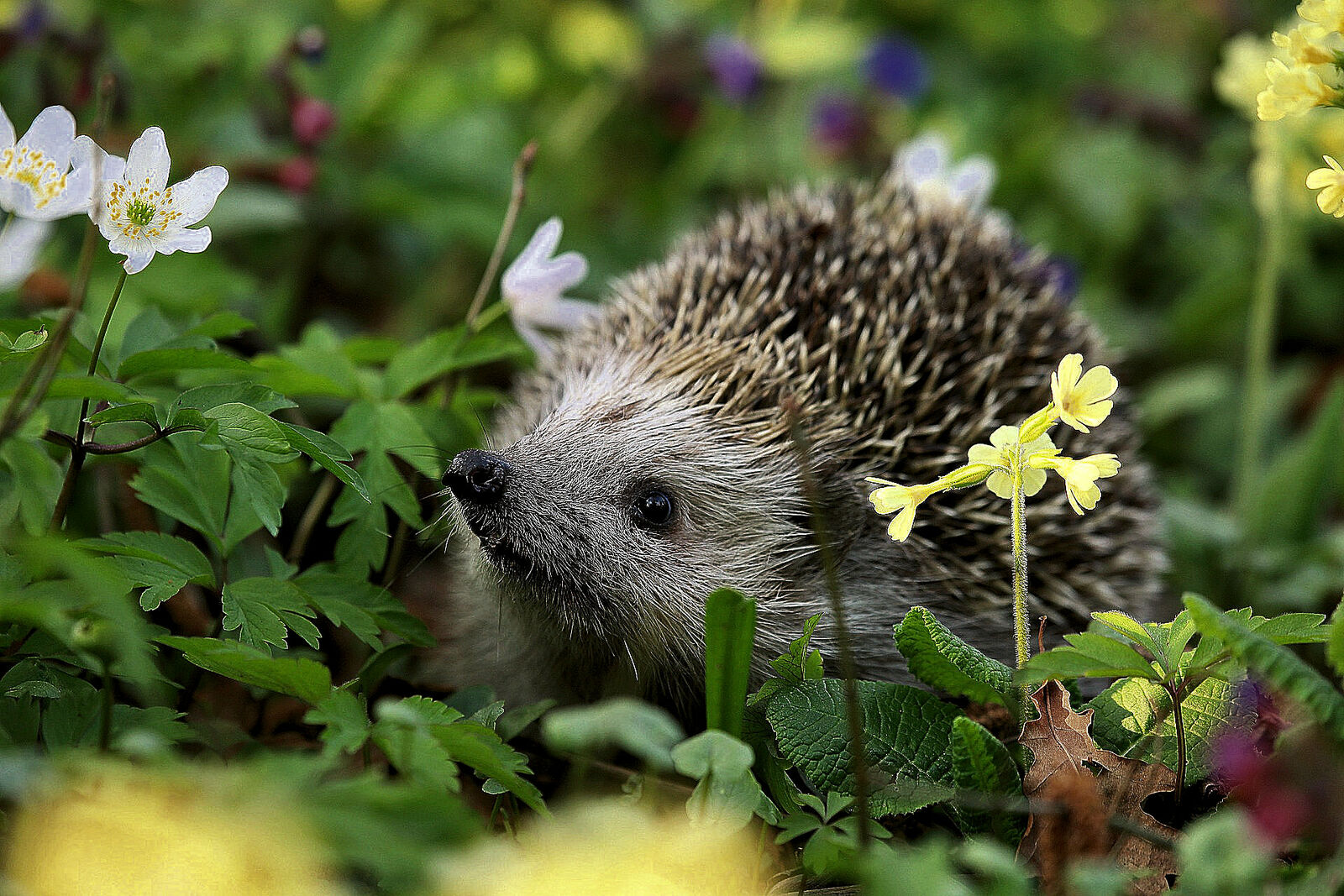 Frühling im Garten