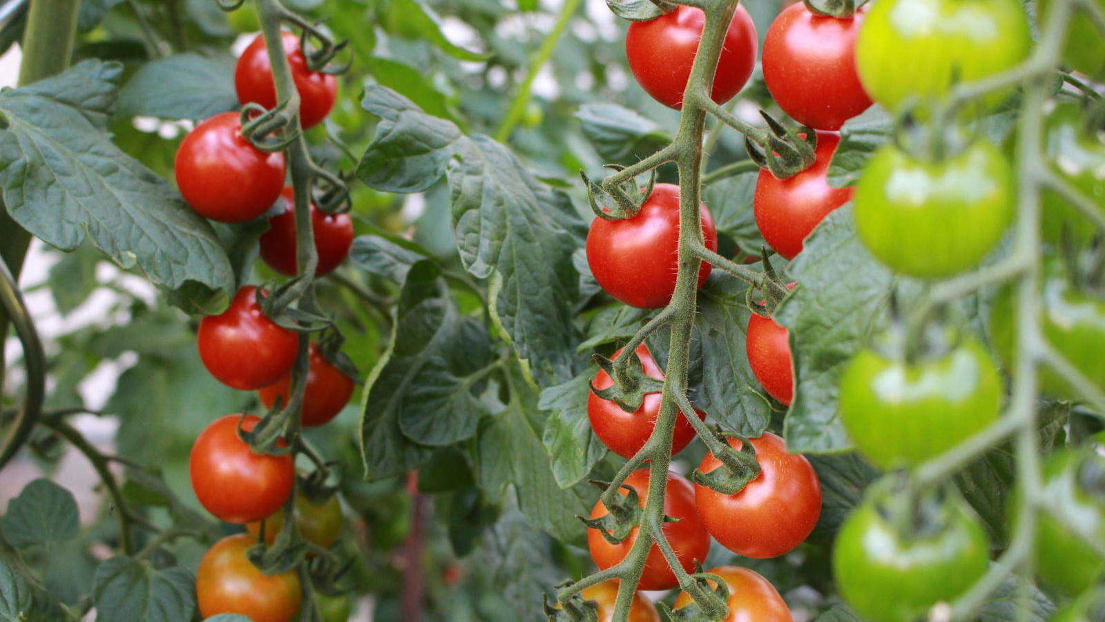 tomaten im garten
