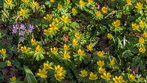 Frühling im Vorgarten