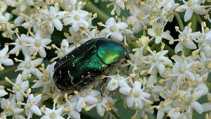 Gemeiner Rosenkäfer - ein geschützter Garten-Nützling