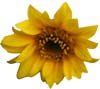 Sonnenblumenwettbewerb