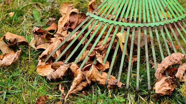 Themenbild: Herbstarbeiten - Rechen Themenbild: Herbstarbeiten - Rechen
