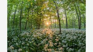 Wald Bärlauch Blüte