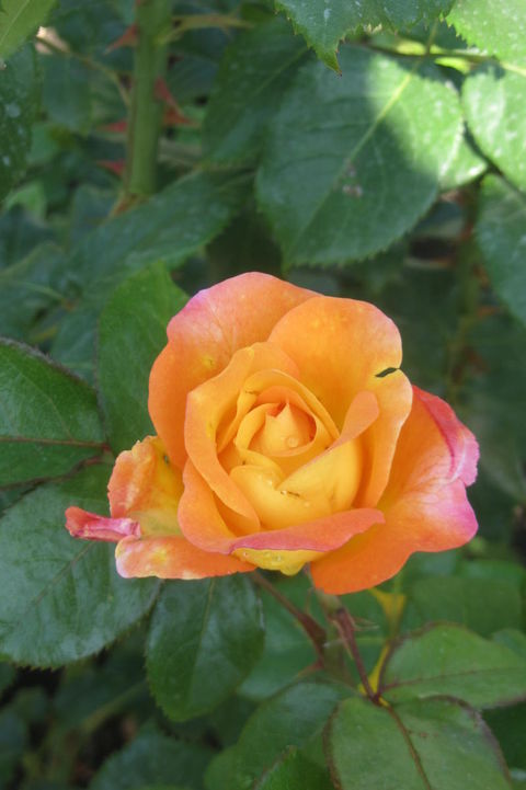 Rose