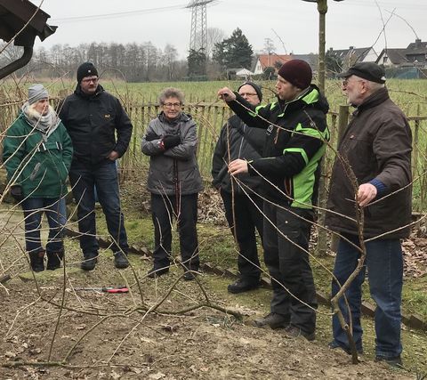 Steckling richtig schneiden