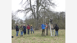 Auslichten an altem Baum