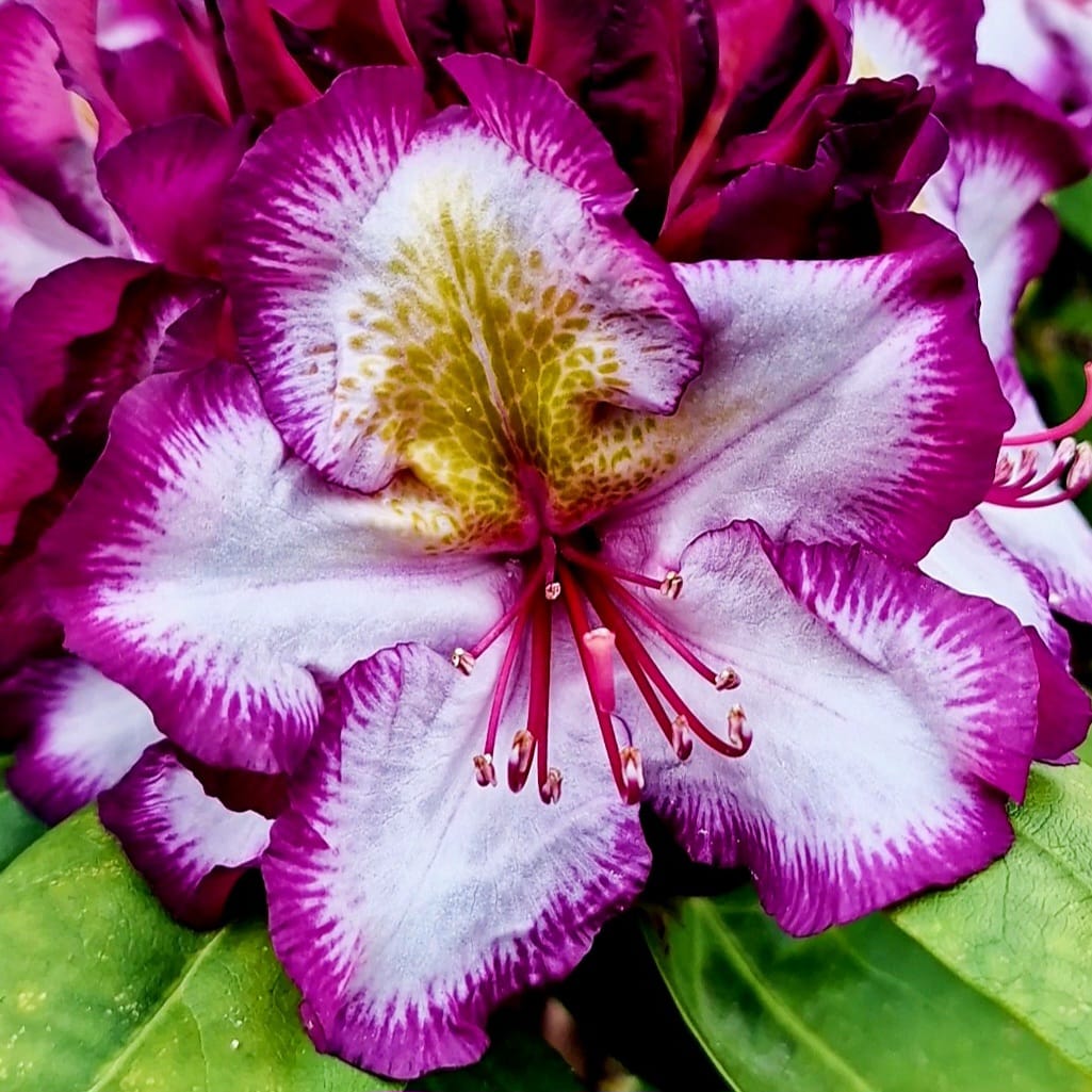 Blüte1