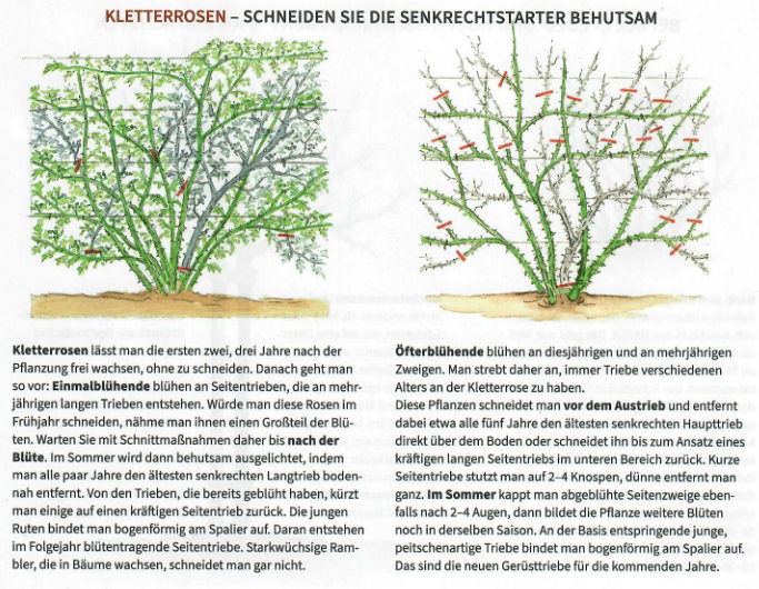 Rosenschnitt 3